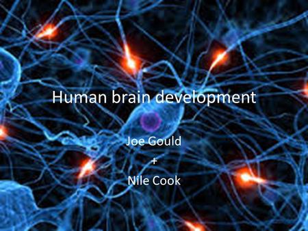 Human brain development Joe Gould + Nile Cook. Brain development in the uterus The human brain begins development at merely 3 weeks of age Brain development.