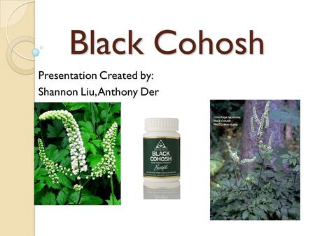 Black Cohosh Presentation Created by: Shannon Liu, Anthony Der.