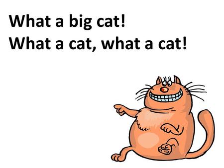 What a big cat! What a cat, what a cat!. Why do you cry, Willy? Why do you cry? Why, Willy? Why, Willy? Why?