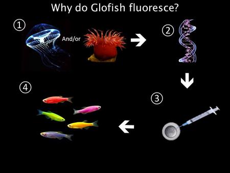  Why do Glofish fluoresce? ① ② ③  And/or  ④. ① Jellyfish and Sea anemones naturally fluoresce. ② Scientist extracted the DNA from jellyfish and sea.