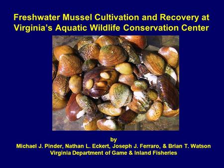 Freshwater Mussel Cultivation and Recovery at Virginia’s Aquatic Wildlife Conservation Center by Michael J. Pinder, Nathan L. Eckert, Joseph J. Ferraro,