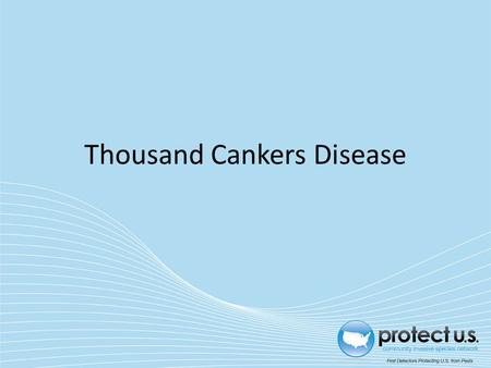 Thousand Cankers Disease