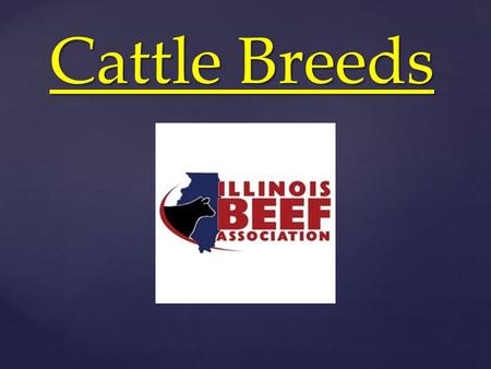 Cattle Breeds. British Angus Ayrshire Belted Galloway British White Devon Dexter English Longhorn Galloway Gloucester Guernsey Hereford Highland Irish.