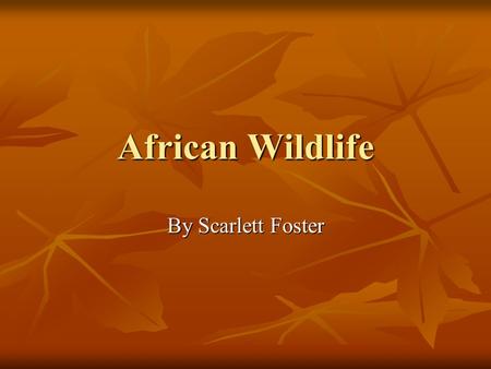 African Wildlife By Scarlett Foster. Lions  Scientific name: Panthera Leo.  Classification: Mammal  Description: A lion has a sandy coloured body.