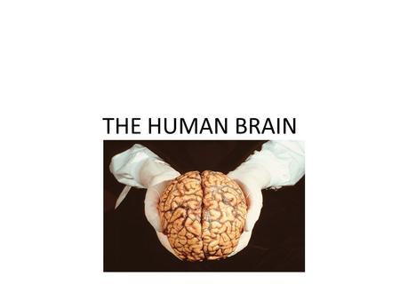 THE HUMAN BRAIN. 3.5 pounds of gelatinous material at the root of everything we do/are.