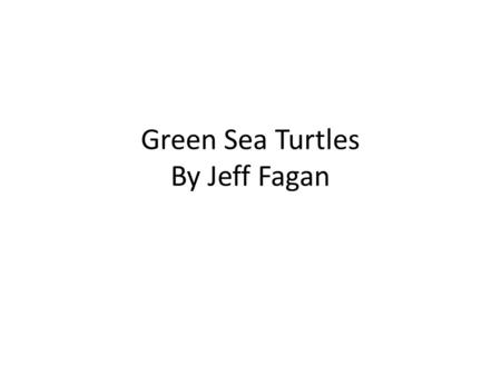 Green Sea Turtles By Jeff Fagan