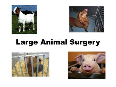 Large Animal Surgery. All survival surgery must be performed using aseptic techniques (Animal Welfare Act regulations): – Use sterile surgical gloves.