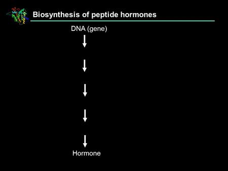 Biosynthesis of peptide hormones DNA (gene) Hormone.