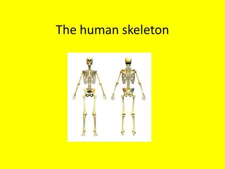 The human skeleton.