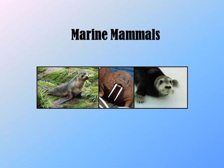 Marine Mammals. Marine Mammals What does it mean to be a marine mammal? What are some other Marine Mammals? Fur Give Birth to Live young Mother produce.