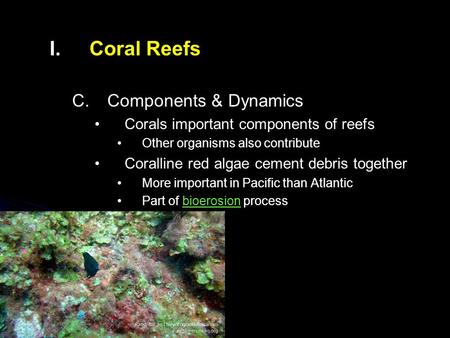 Coral Reefs Components & Dynamics Corals important components of reefs