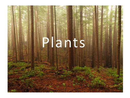 Plants.