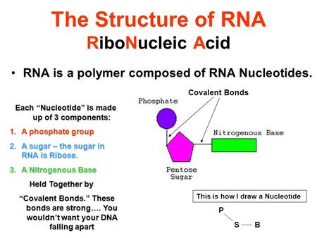 The Structure of RNA RiboNucleic Acid