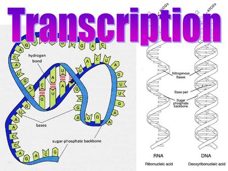 The Central Dogma States: information flows in one direction from DNA to RNA to proteins. Includes 3 processes: RNA is the link between DNA and proteins.