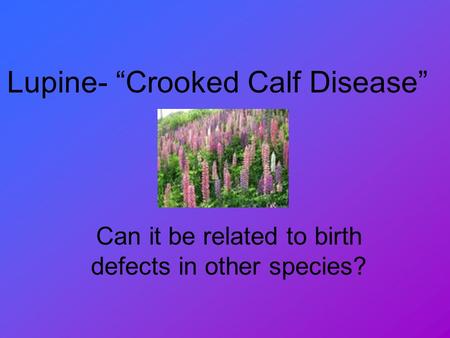 Lupine- “Crooked Calf Disease”