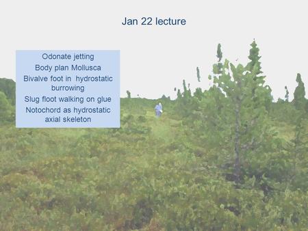 Jan 22 lecture Odonate jetting Body plan Mollusca Bivalve foot in hydrostatic burrowing Slug floot walking on glue Notochord as hydrostatic axial skeleton.