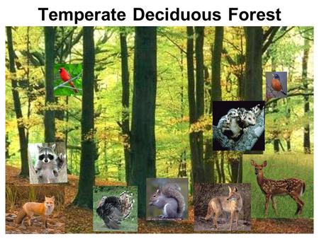 Temperate Deciduous Forest