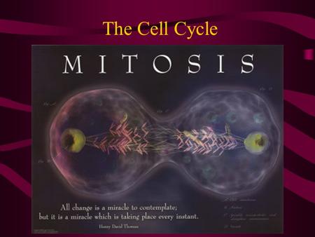 The Cell Cycle.