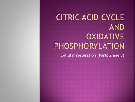 Cellular respiration (Parts 2 and 3).  In general: Pyruvate (3-C molecule) enters the mitochondrion, and enzymes oxidize it.  Transition between Glycolysis.