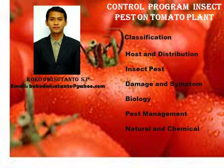 Control program INSECT PEST ON TOMATO PLANT