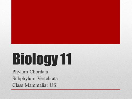 Phylum Chordata Subphylum Vertebrata Class Mammalia: US!