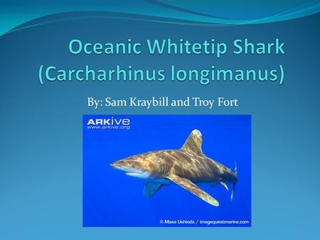 Oceanic Whitetip Shark (Carcharhinus longimanus)