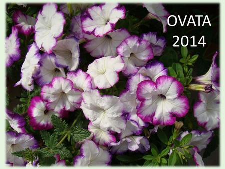 OVATA 2014. Short informative Industry sponsored videos and podcasts Podcasts for Greenhouse Growers YouTube – Dramm watering 101 Manual Pinching DIF.