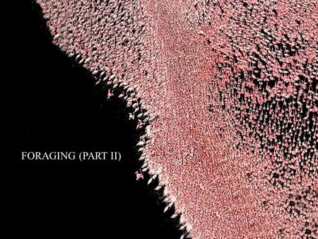 FORAGING (PART II). Foraging Decisions Feeding holes (24/log) -seeds placed in 0, 6, 12, and 24 holes After a bird samples a log, how does it decide to.