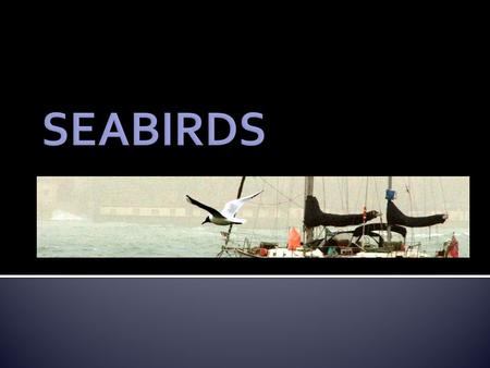 Seabirds are a taxonomically varied group that depend on the marine environment for at least part of their life cycle.  350 species (3.5% of all bird.