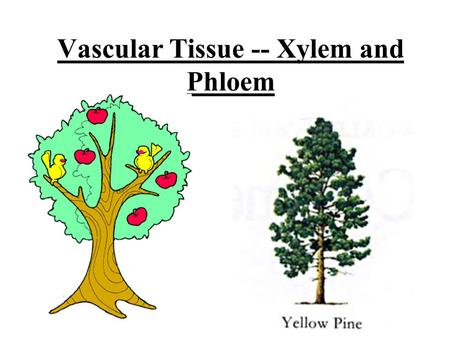 Vascular Tissue -- Xylem and Phloem