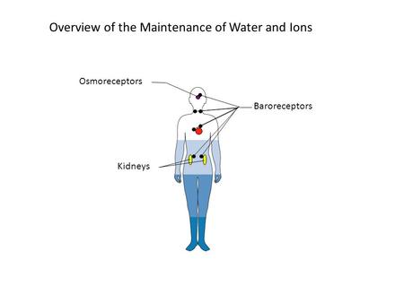 Overview of the Maintenance of Water and Ions Kidneys Baroreceptors Osmoreceptors.