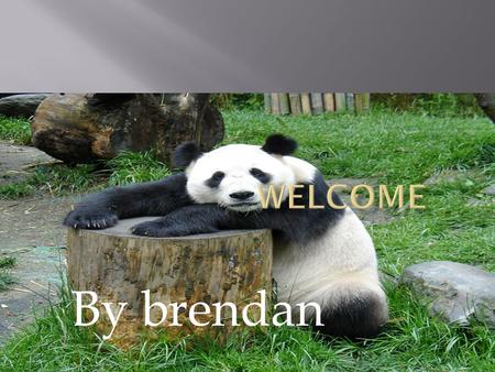 By brendan.  There are around 1,600 giant pandas remaining in the wild, now confined to forest areas high in the mountains of south-western China. Their.