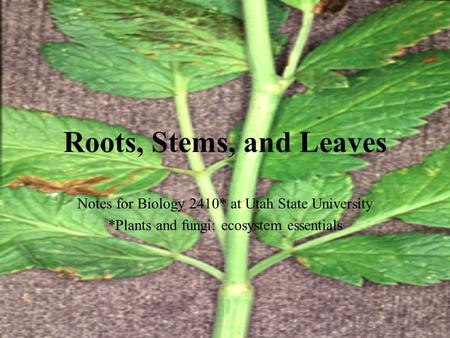 Roots, Stems, and Leaves Notes for Biology 2410* at Utah State University *Plants and fungi: ecosystem essentials.