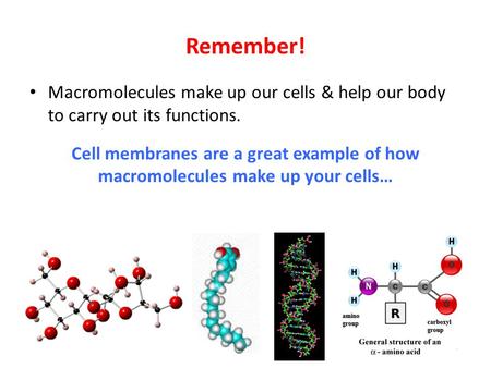 Remember! Macromolecules make up our cells & help our body to carry out its functions. Cell membranes are a great example of how macromolecules make up.