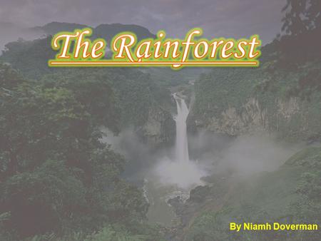 By Niamh Doverman 1. 2 3 3 The worlds largest rainforest in the world is the Amazon rainforest. Rainforests only take up 2-3% of the earths land. 50%