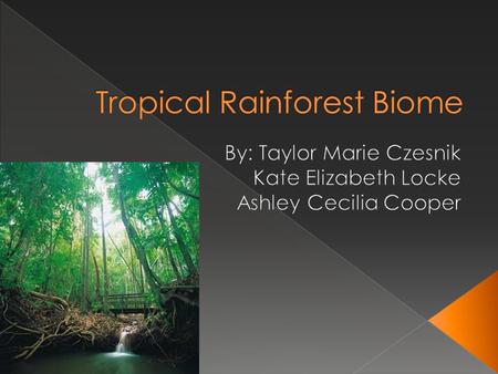 Tropical Rainforest Biome