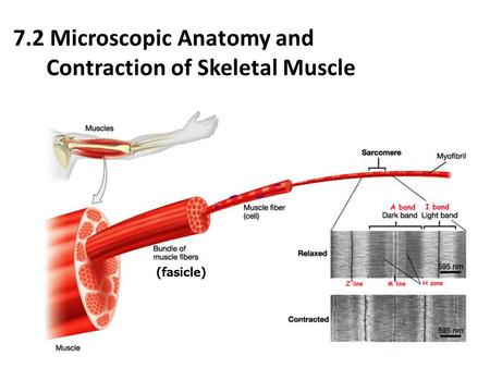 7.2 Microscopic Anatomy and Contraction of Skeletal Muscle