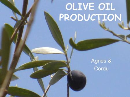 OLIVE OIL PRODUCTION Agnes & Cordu History cultivated before jesus birthcultivated before jesus birth oldest tree: >2000 years oldoldest tree: >2000.