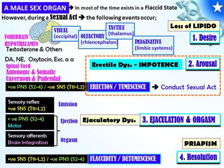 A MALE SEX ORGAN 1. Desire 2. Arousal 3. EJACULATION & ORGASM