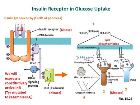 Insulin Receptor in Glucose Uptake Insulin (produced by  cells of pancreas) 1 2 3 4 Fig. 15.23 lipid phosphorylation (Kinase) (Kinases) We will express.