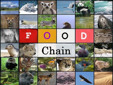 F O O D Chain. When we study an animal species, we learn about its anatomy, its habitat, its behaviors, its diet, and its enemies. The last two topics.