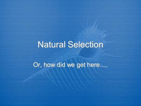 Natural Selection Or, how did we get here….. Natural Selection  The Theory of Natural Selection is so simple that anyone can misunderstand it…. (Anonymous)