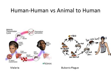 Human-Human vs Animal to Human MalariaBubonic Plague.