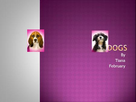 By Tiana February. Introduction p.1 1. Different Dogs p.2 2. Training p.5 3. Food p.7 4. Jobs p.9 Conclusion p.10 Glossaryp.11 Recourses p.12.