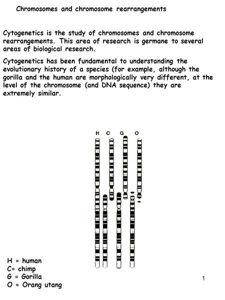 Chromosomes and chromosome rearrangements