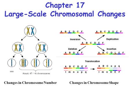 Chapter 17 Large-Scale Chromosomal Changes