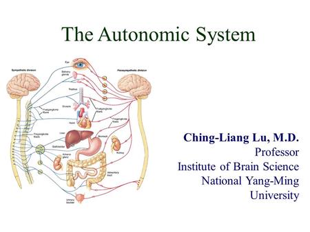 The Autonomic System Ching-Liang Lu, M.D. Professor