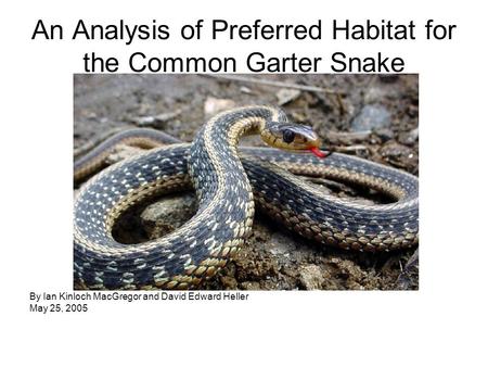 An Analysis of Preferred Habitat for the Common Garter Snake By Ian Kinloch MacGregor and David Edward Heller May 25, 2005.