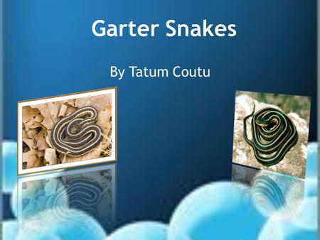 Garter Snakes By Tatum Coutu. Why are people afraid of snakes? Why are people so afraid of snakes if there are no poisonous in Rhode Island? Is it because.