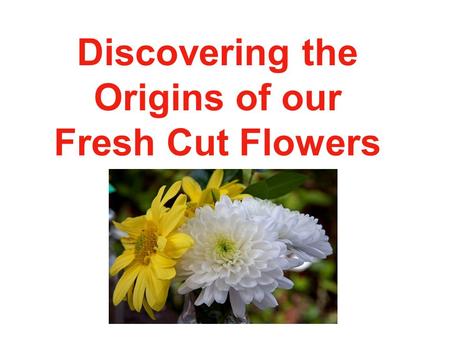 Discovering the Origins of our Fresh Cut Flowers.